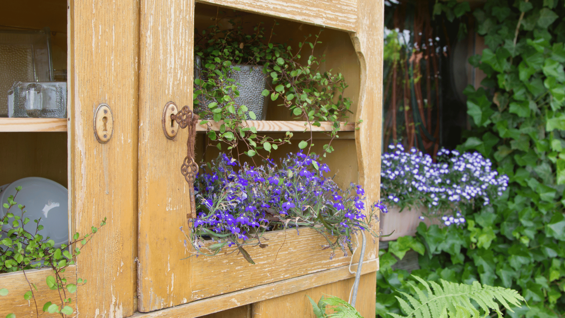 Cabinet terraniums current plant trends