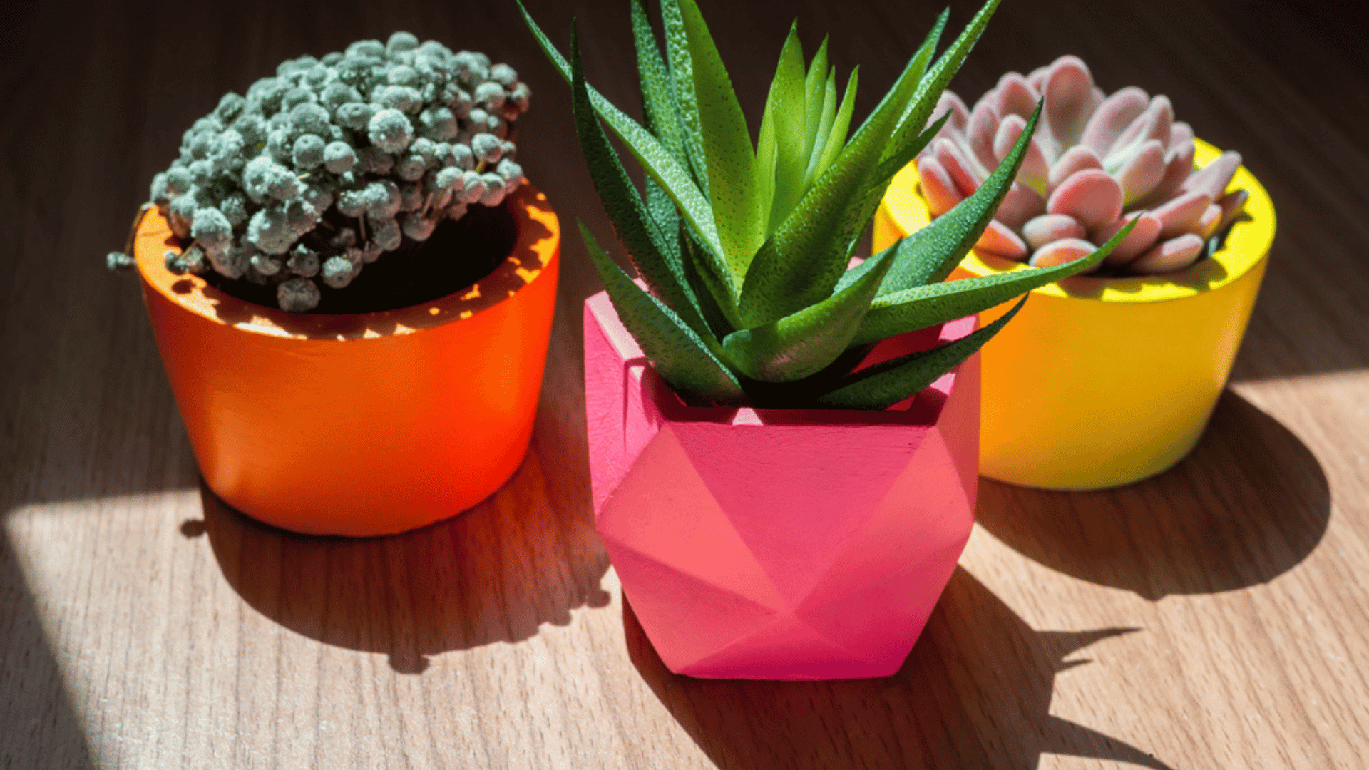 Colorful planters houseplant trends 2025