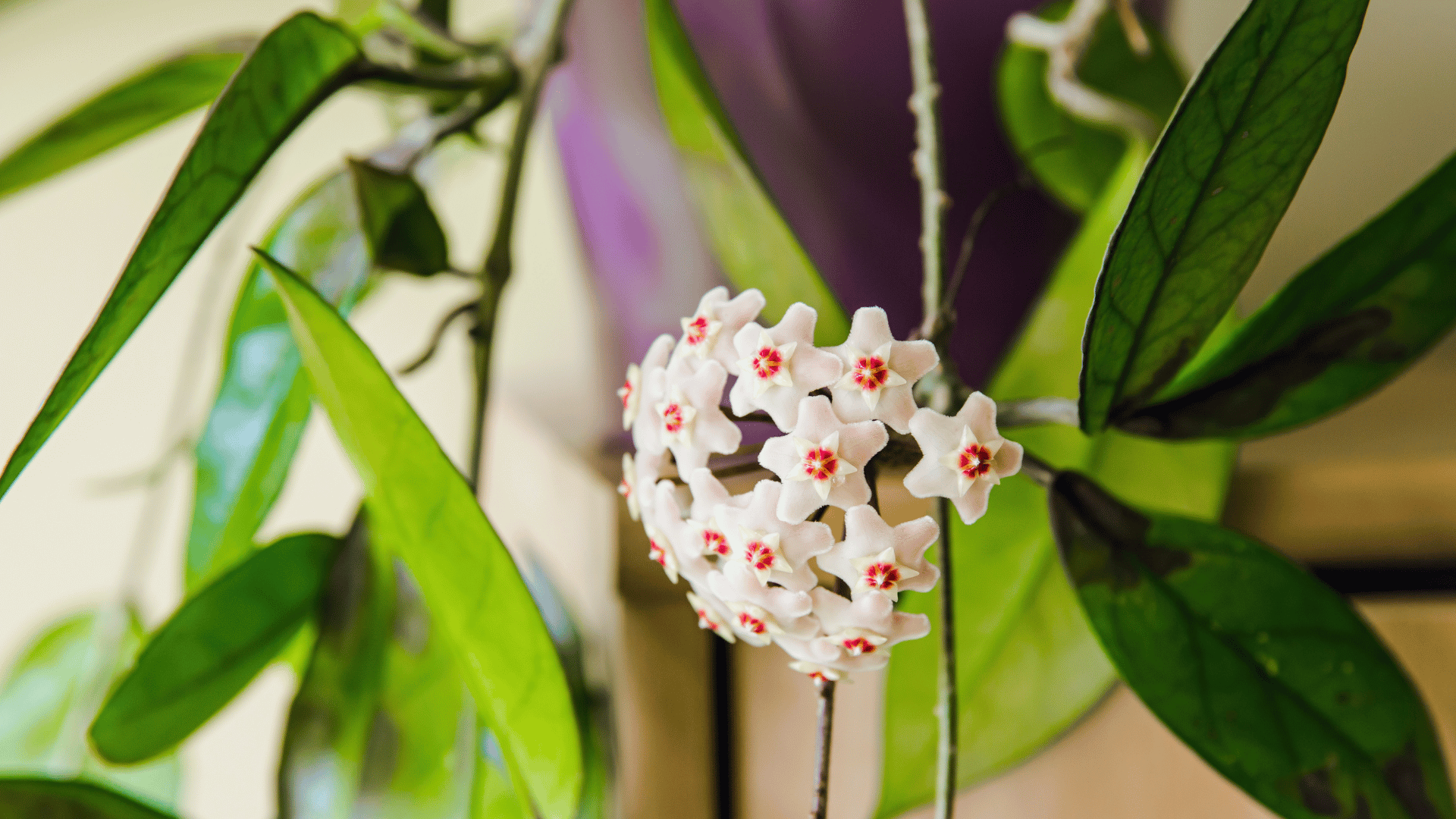 Hoya; Photo: FotoHelin:shutterstock