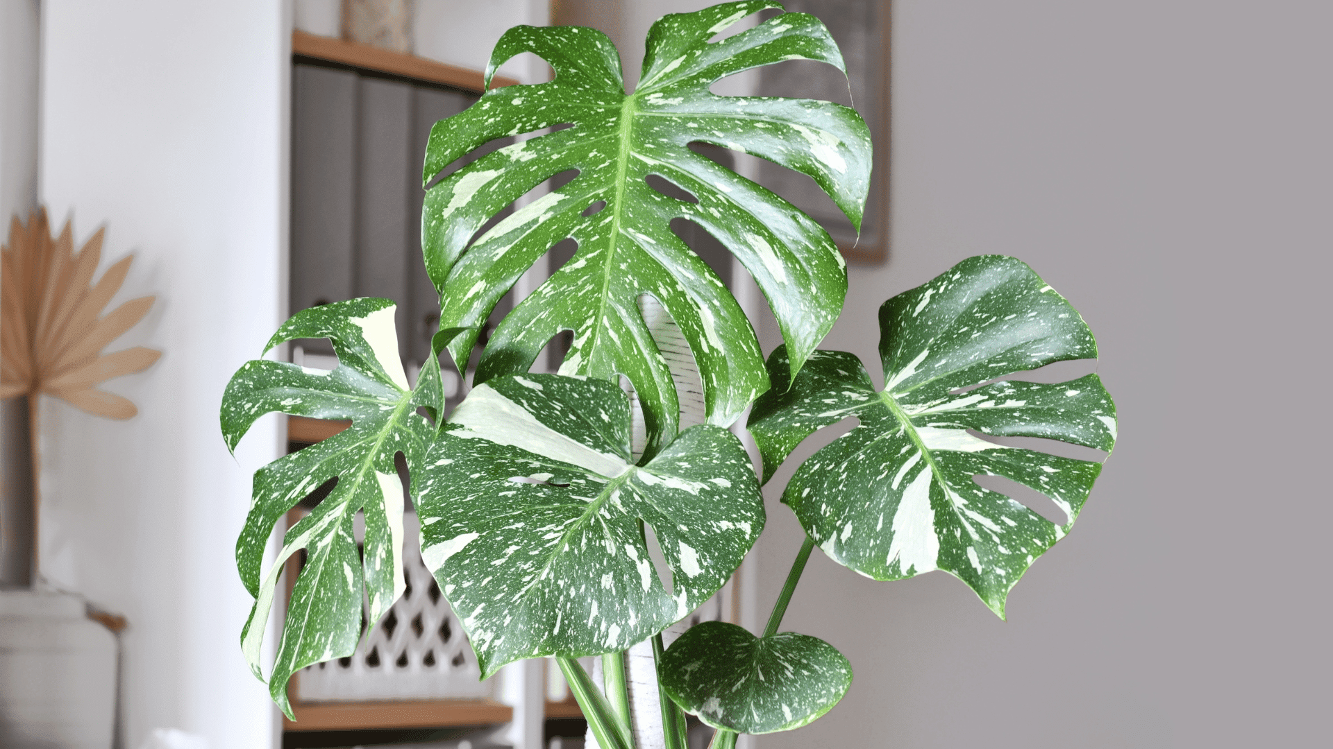 Monstera Deliciosa Thai Constellation; Photo: Firn:shutterstock