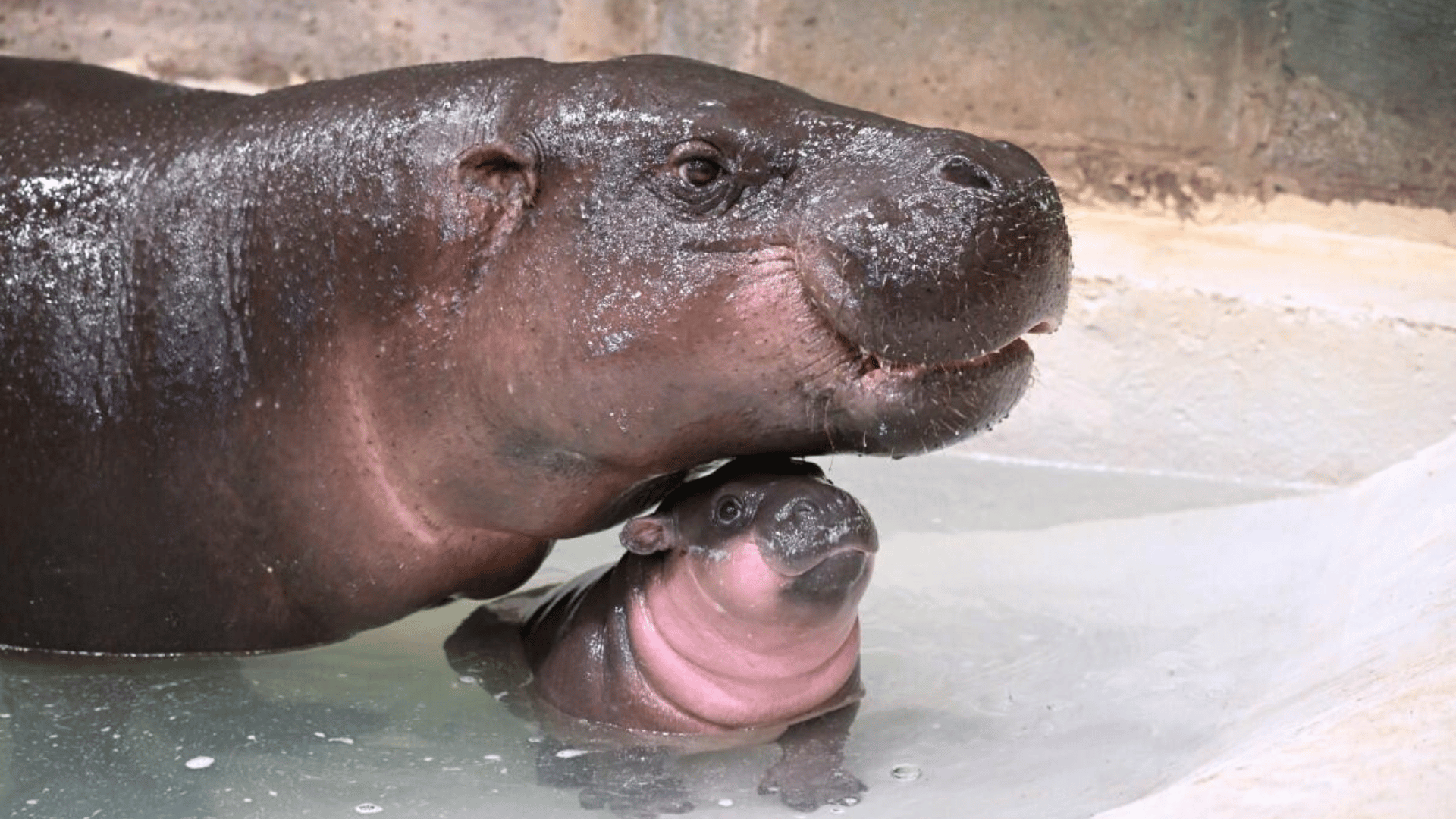 Newest pygmy hippo born on US soil gets a name