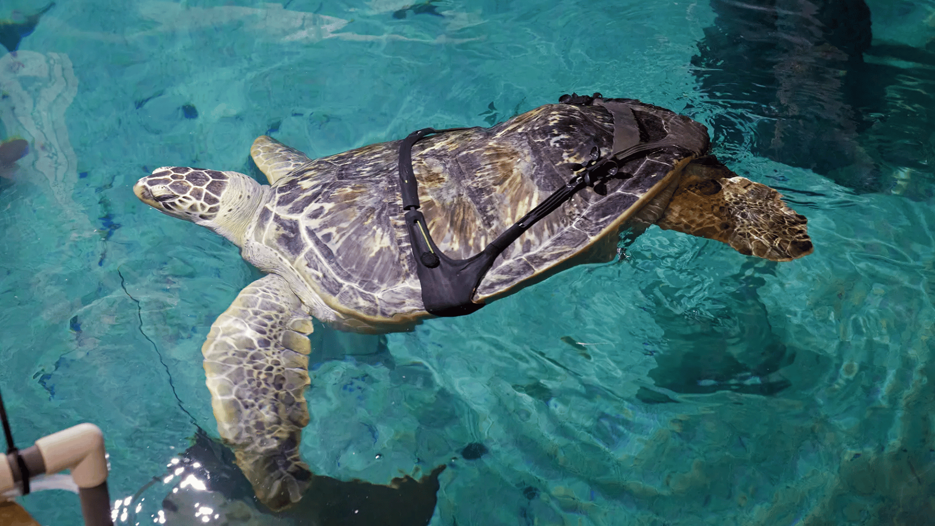 Partially Paralyzed Sea Turtle Swims Using 3D Printed Harness