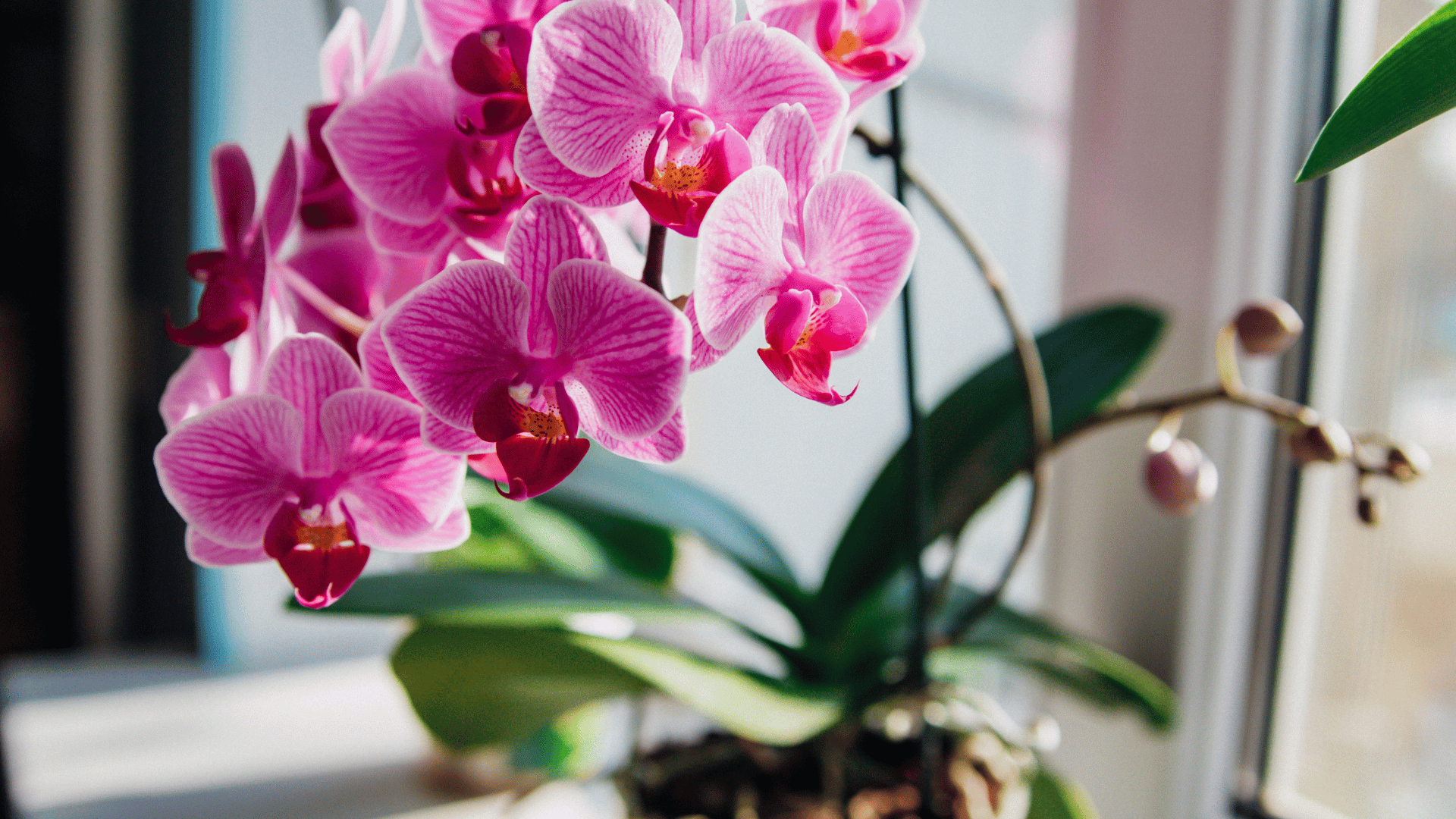 Phalaenopsis orchid; Photo: Alie04:shutterstock