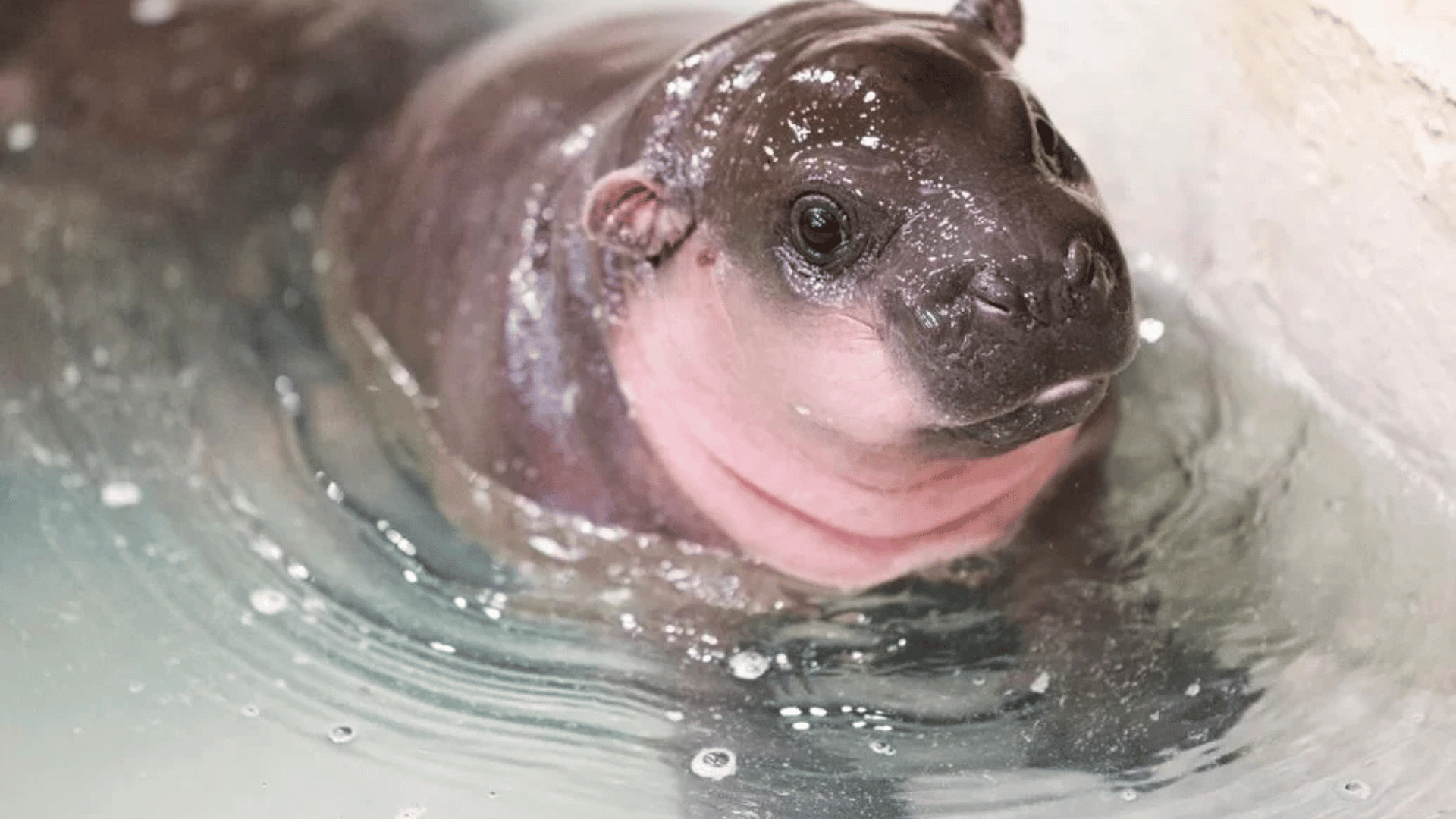 Poppy the Pygmy Hippo; Photo: Metro Richmond Zoo