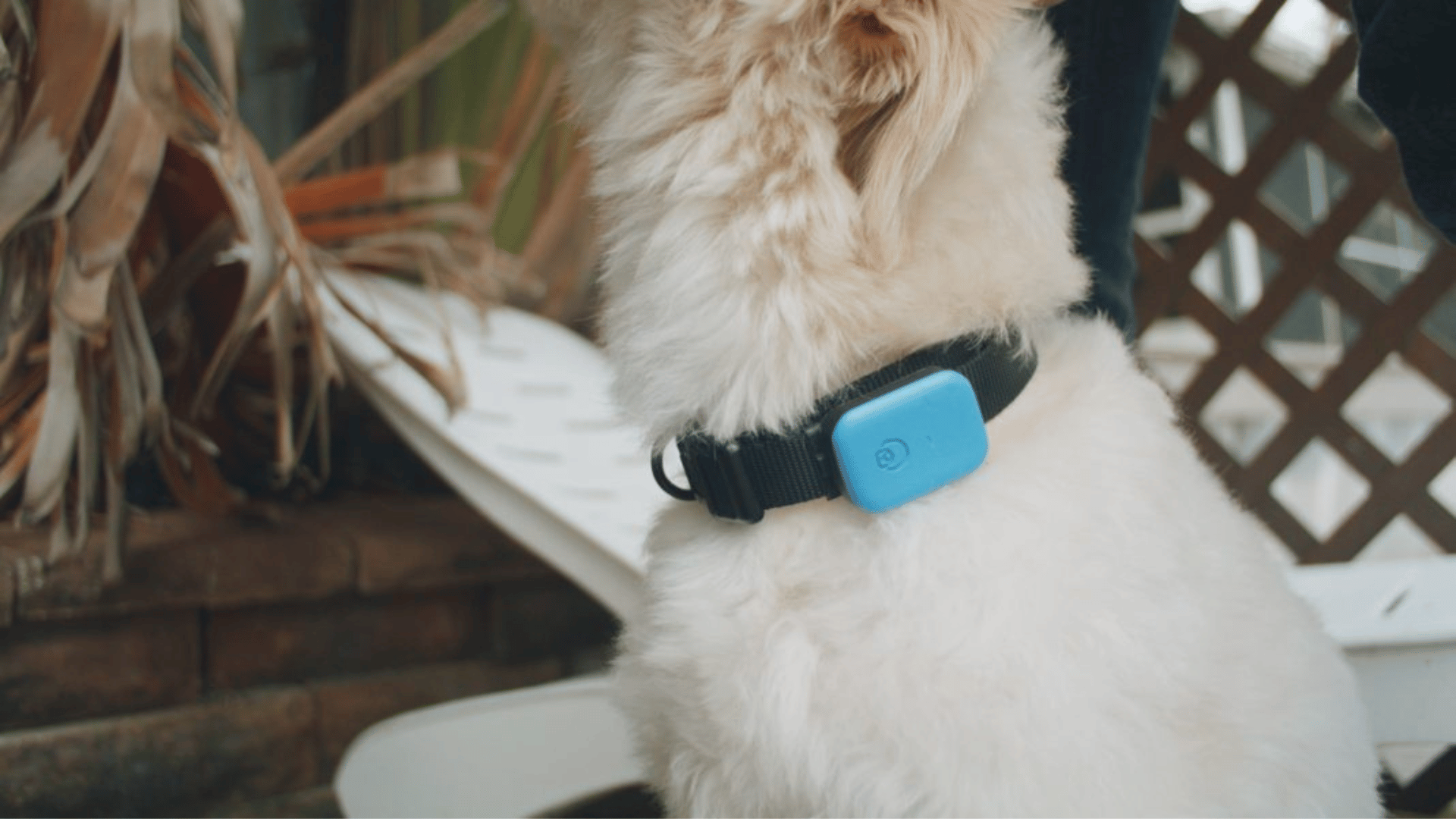 Queva Smart Dog Collar Monitors Activity, Location, and Pet Health