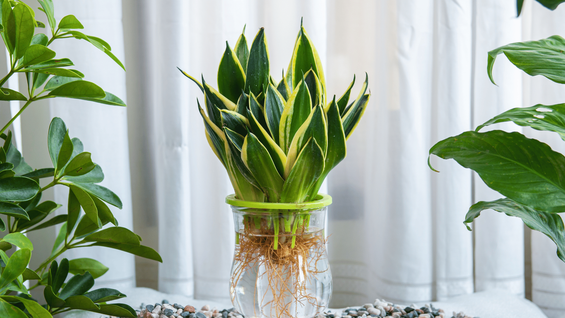 Snake plant low maintenance houseplants