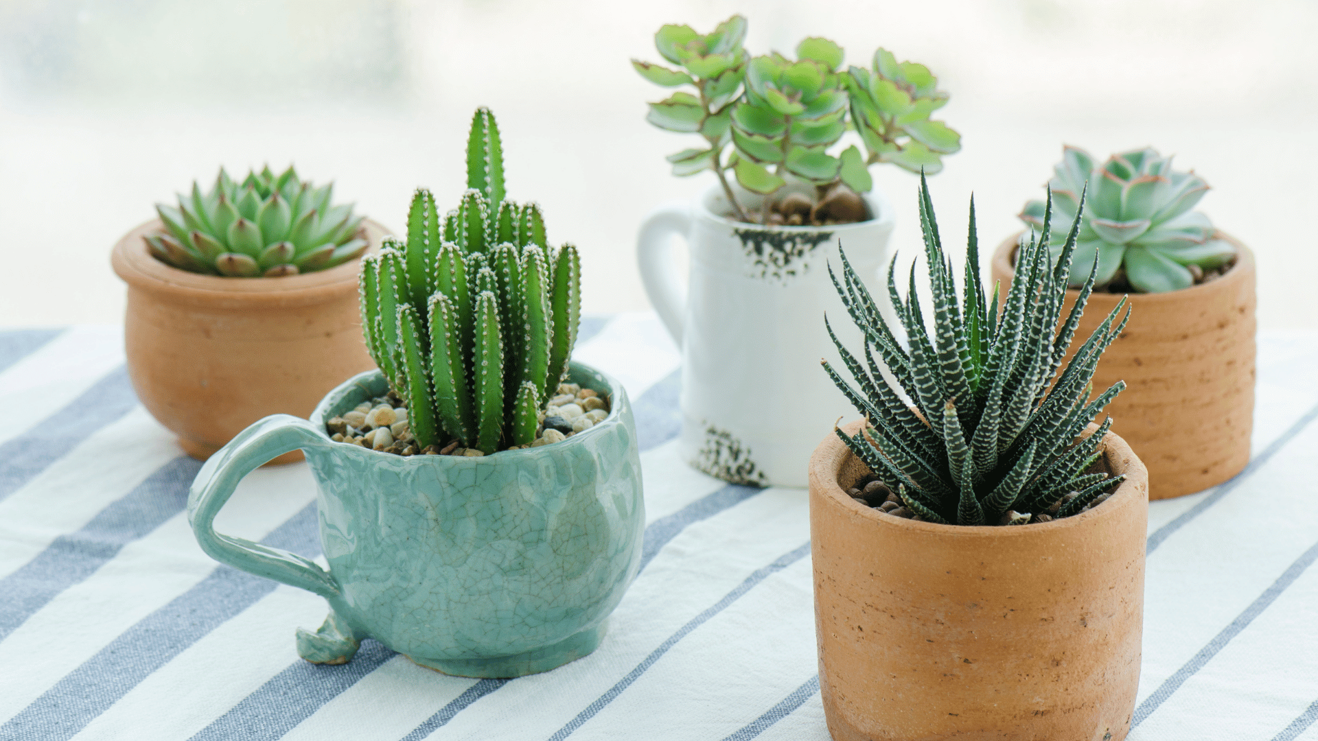 Tiny houseplant trends 2025