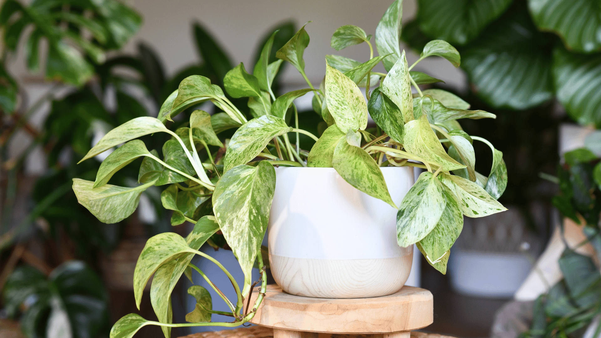 Tropical 'Epipremnum Aureum Marble Queen' pothos; Photo: Firn:shutterstock