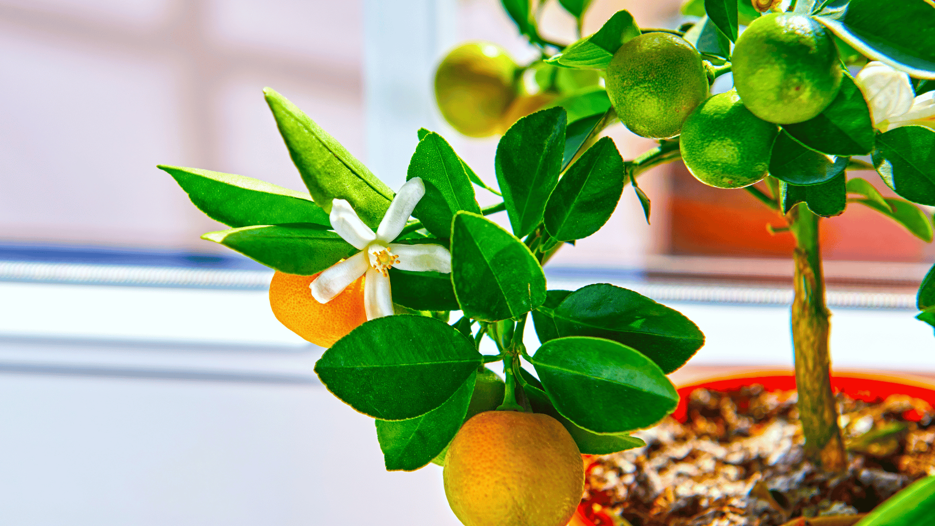 Calamondin Orange; Photo: Trambitski:Shutterstock