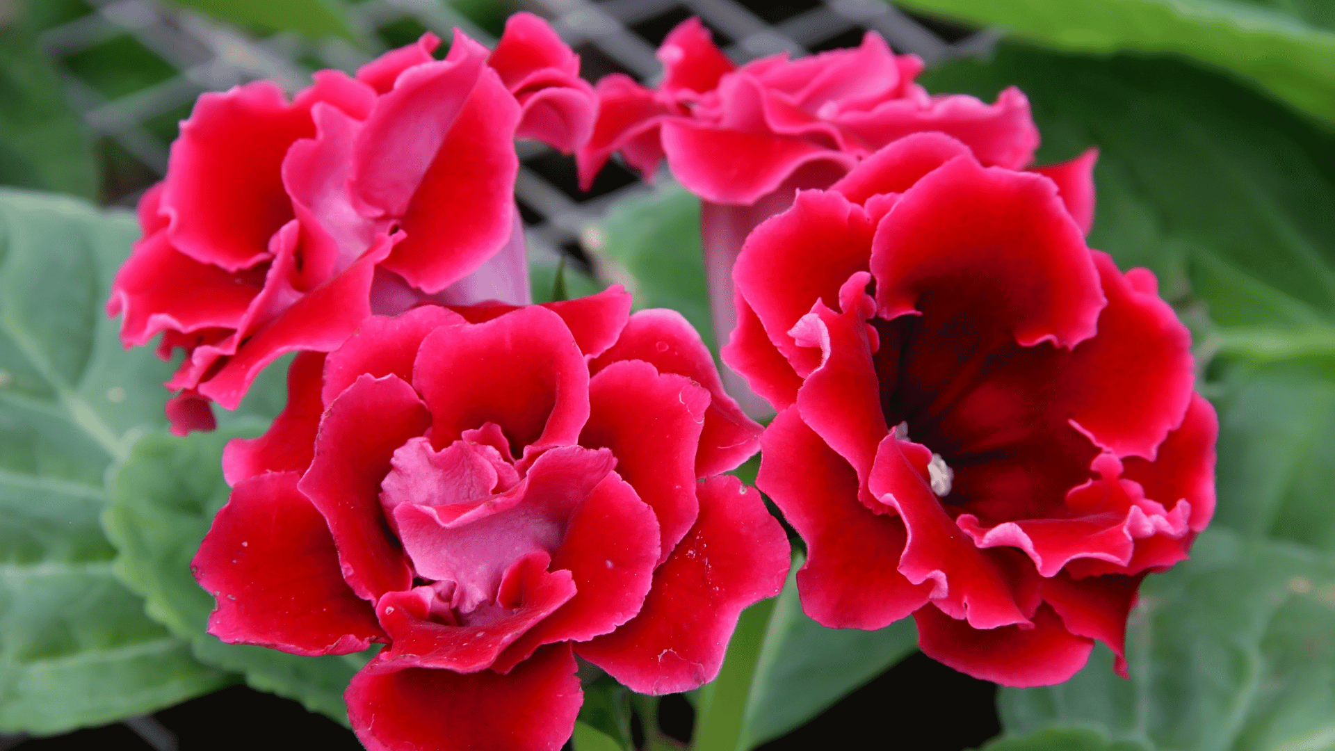 Gloxinia; Photo: Benzstock:Shutterstock