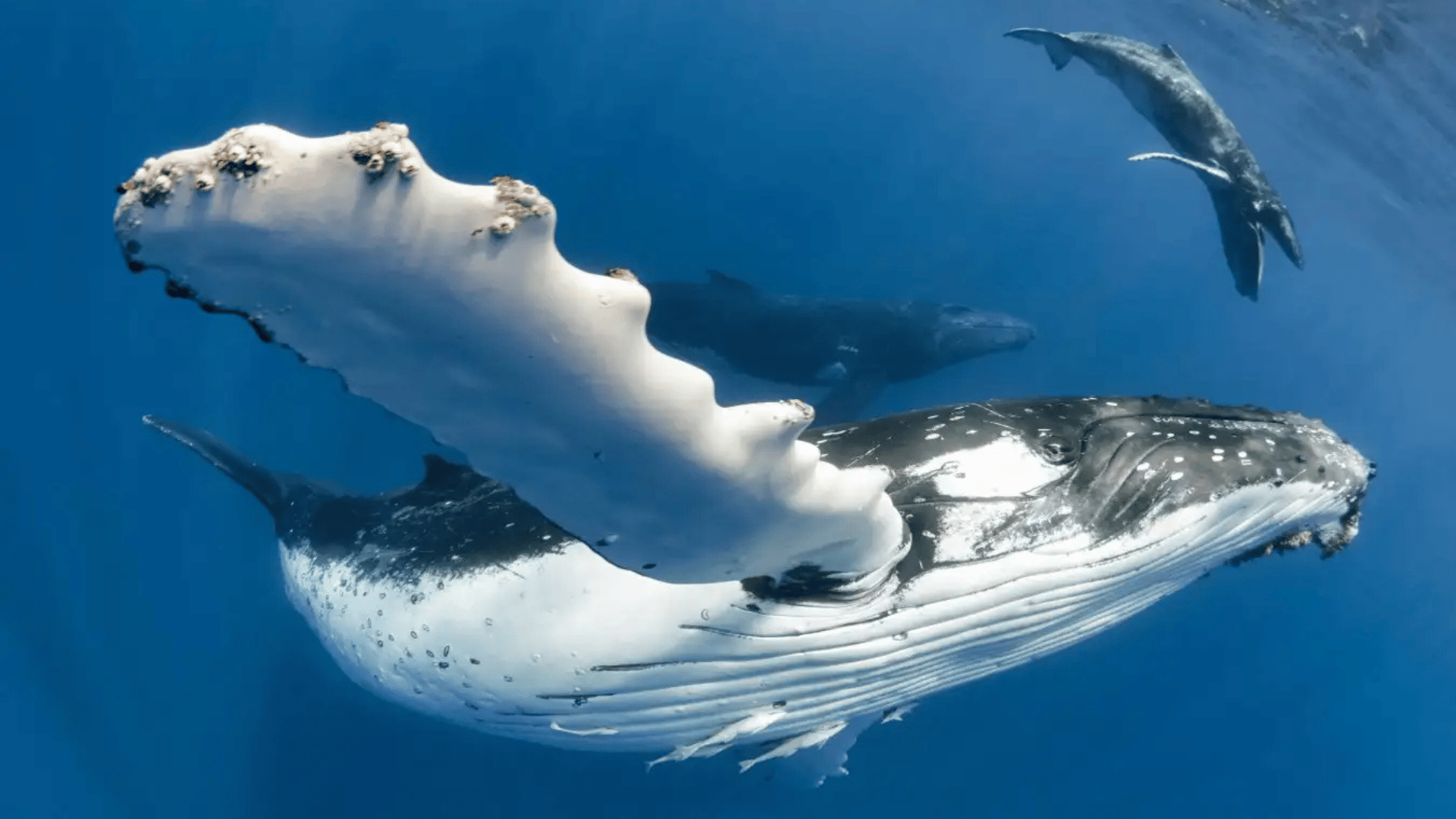 Humpback whales in the South Pacific Tony Wu:Nature Picture Library:Alamy