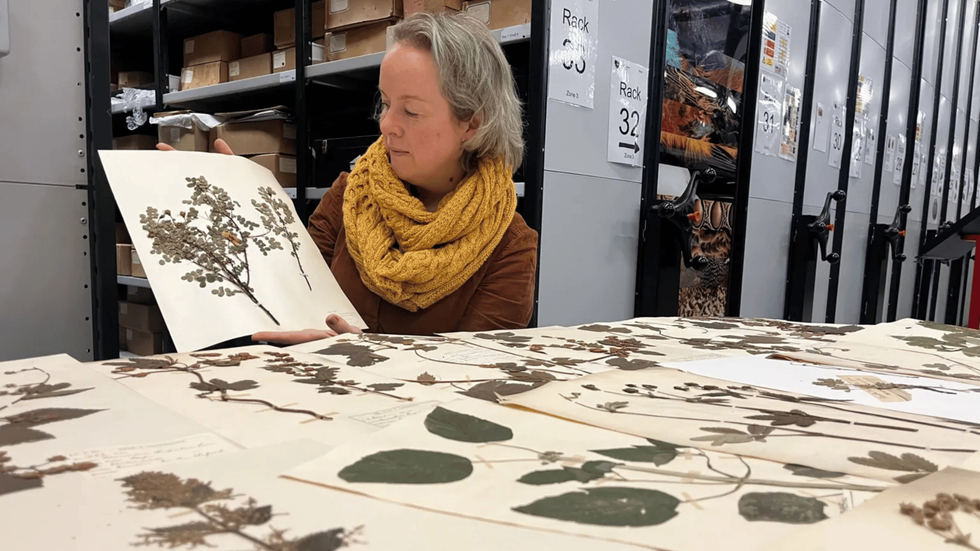 Leeds Museums and Galleries' curator of natural sciences Clare Brown studies the herbarium sheets; Photo: Leeds Museums and Galleries