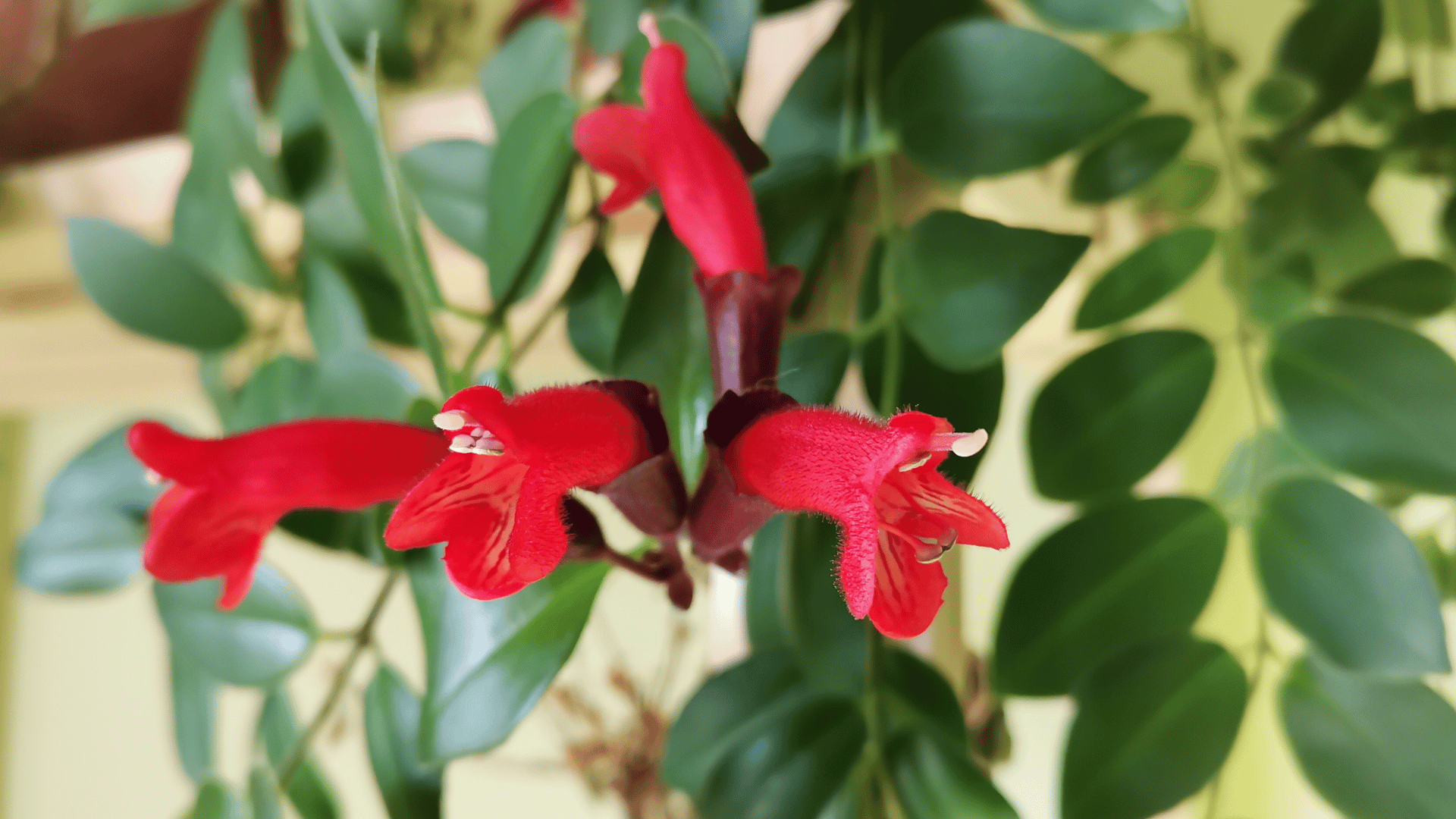 Lipstick Plant; Photo: PeterCam:Shutterstock