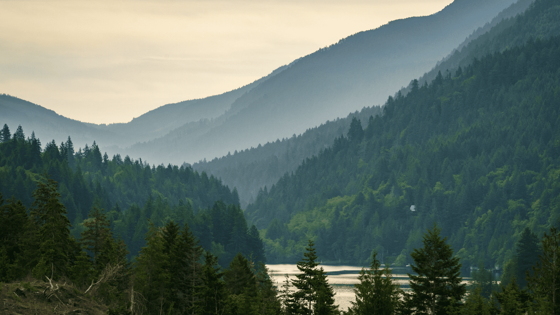 Olympic National Forest