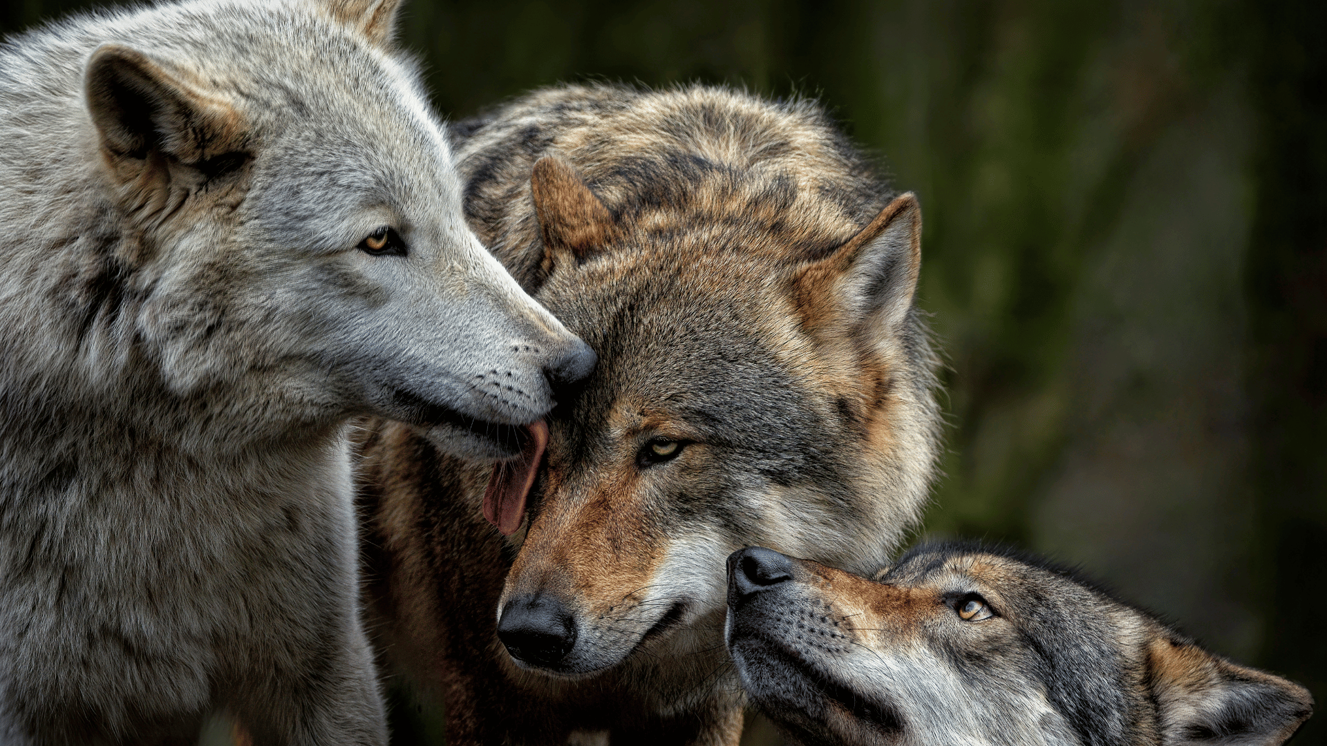 Pack of wolves; Photo: ambquinn:Shutterstock