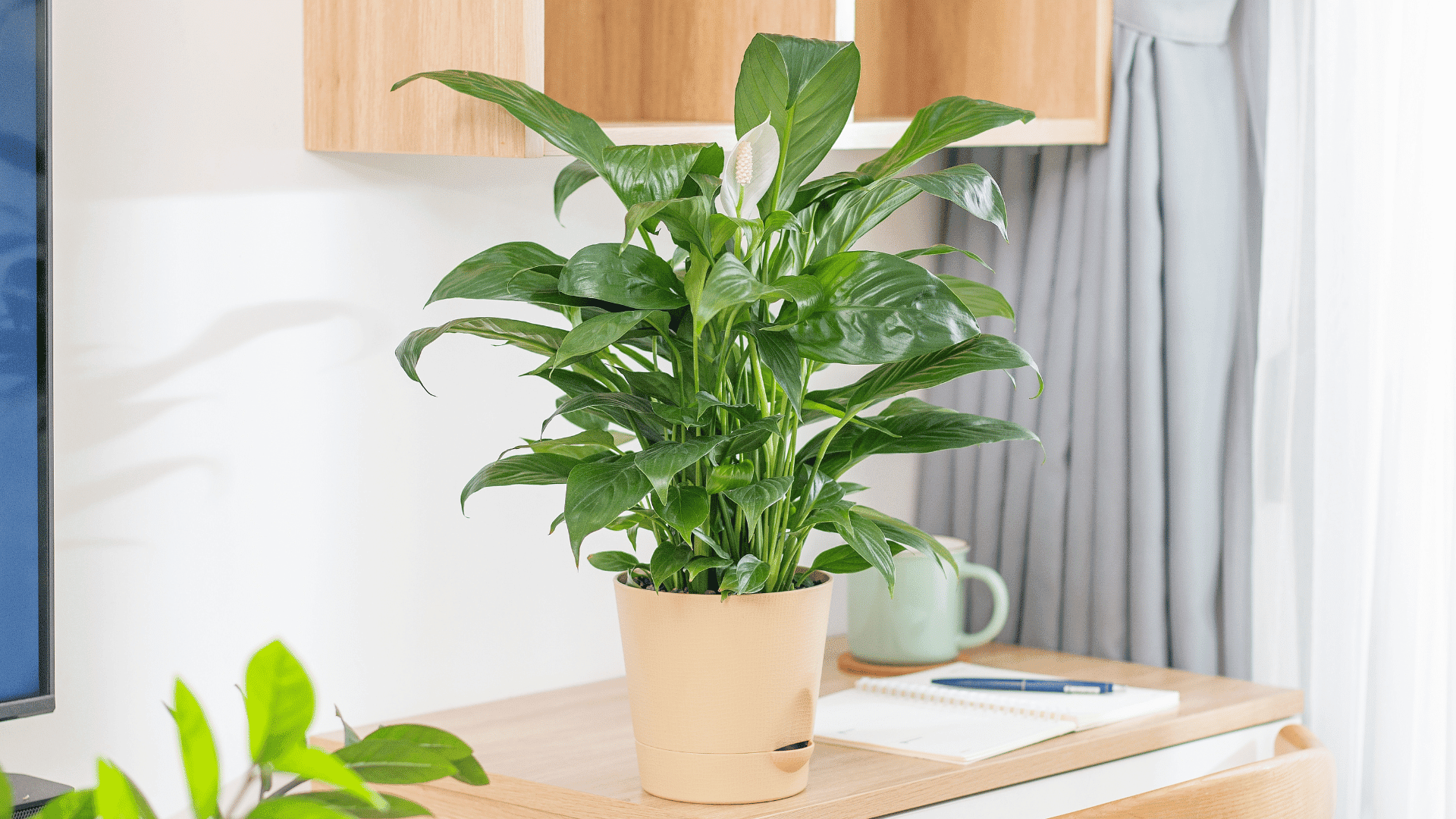 Peace Lily; Photo: Mid Photographer:Shutterstock