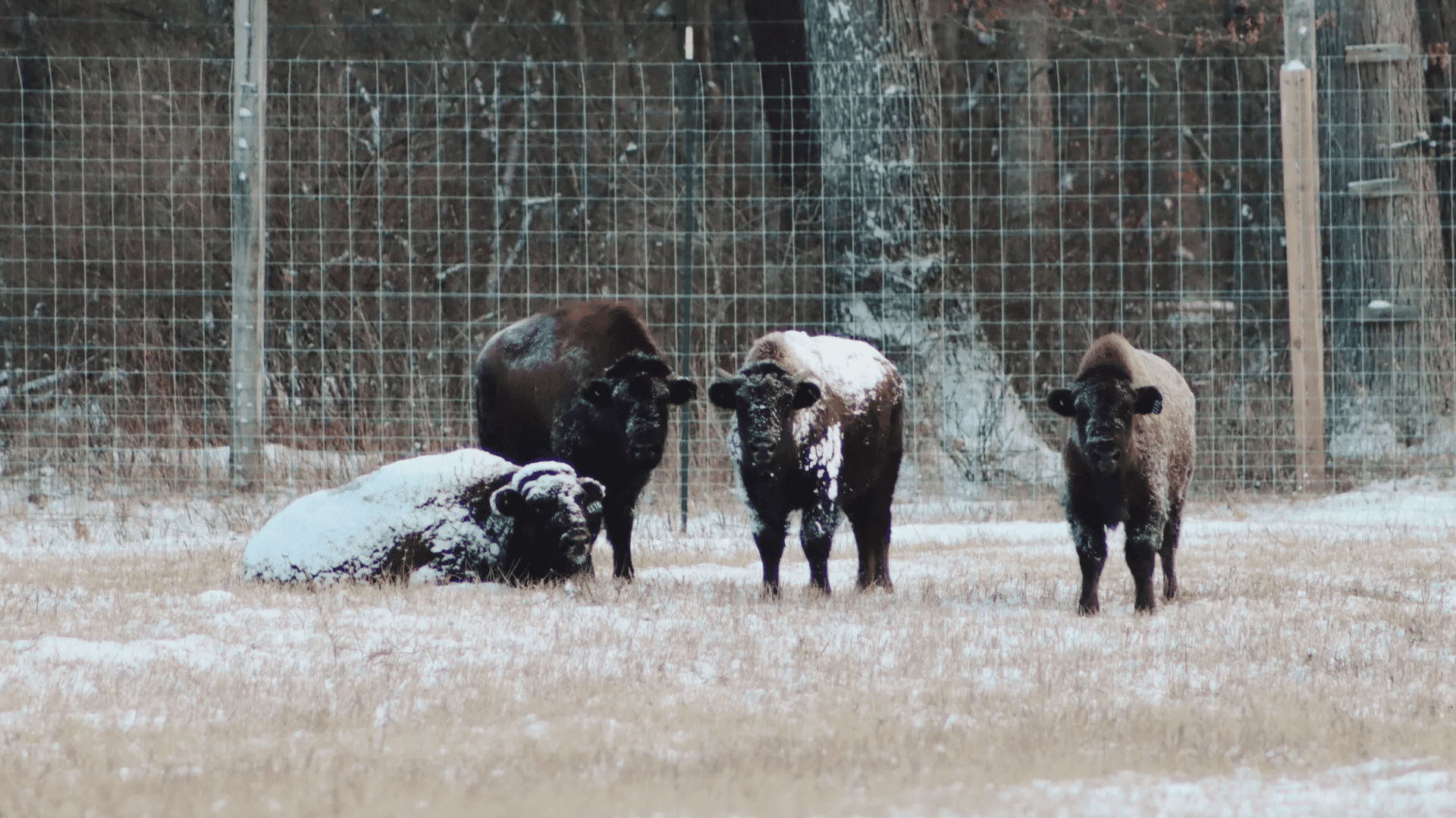 Pittsburgh Zoo Introduces Bison to International Conservation Center; Photo: Pittsburgh Zoo & Aquarium