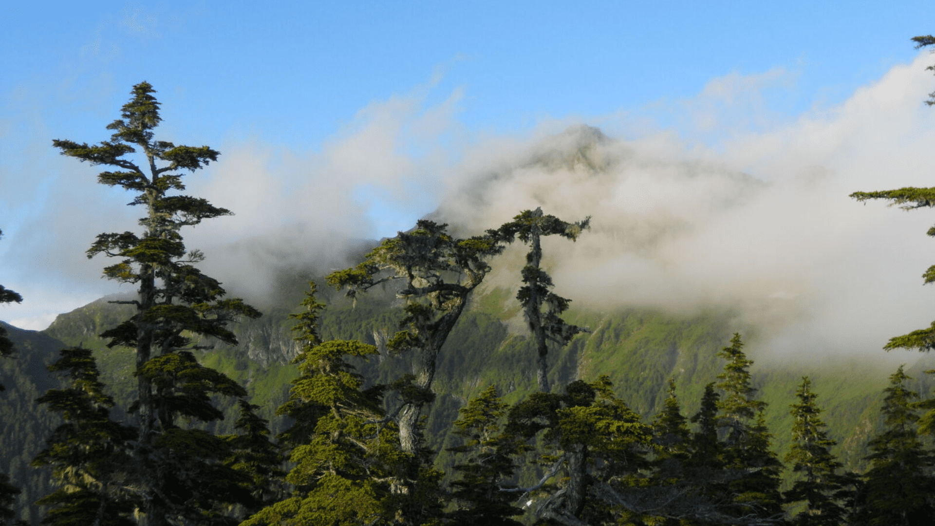 Tongass National Forest