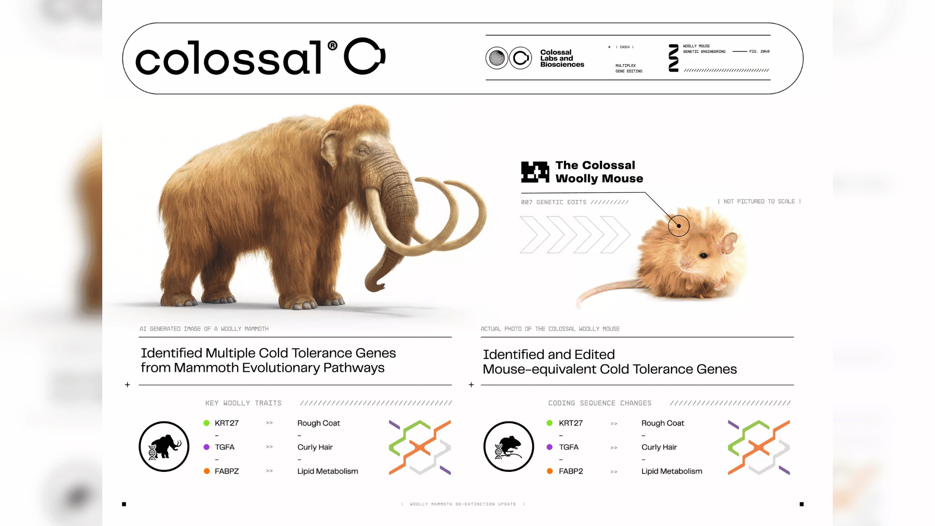 Chart of woolly mammoth and Colossal Woolly Mouse. Colossal Biosciences