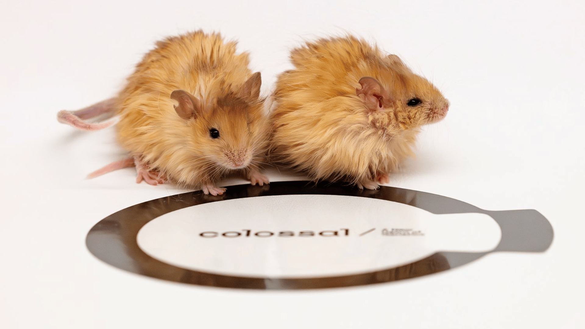 Colossal Wooly Mouse; Photo: Colossal Biosciences