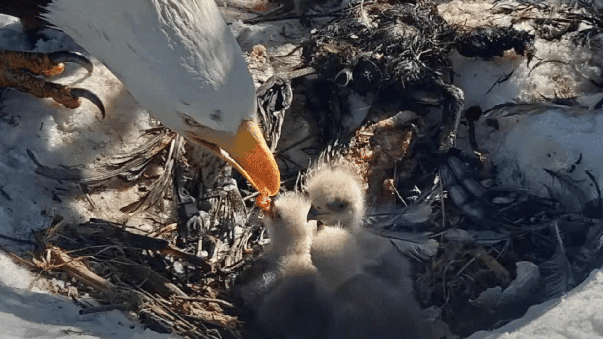 Jackie and Shadow, Big Bear’s resident celebrity bald eagle couple, welcomed a third chick Saturday morning. (Friends of Big Bear Valley)