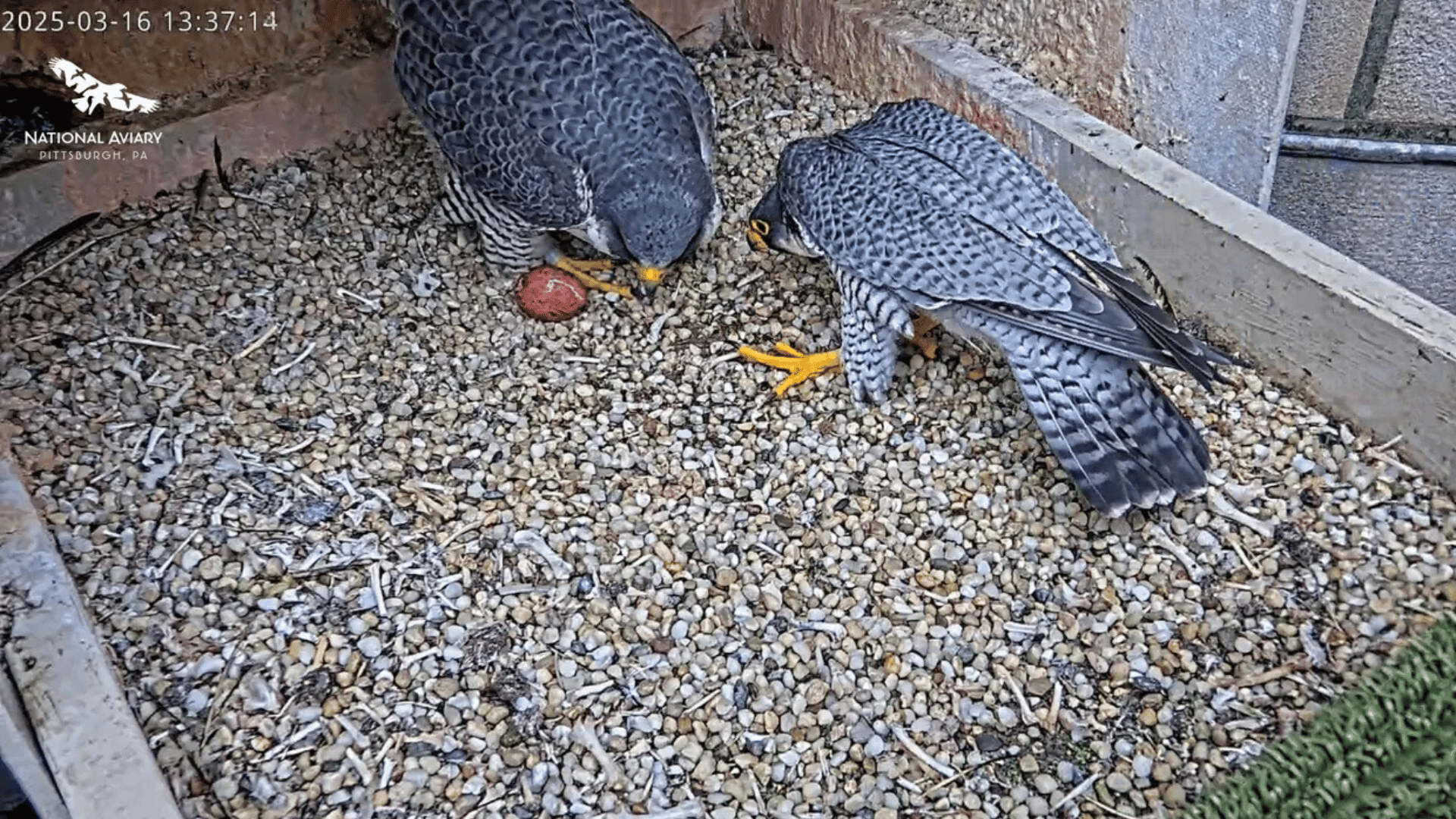 Peregrine falcons nesting; Photo: National Aviary