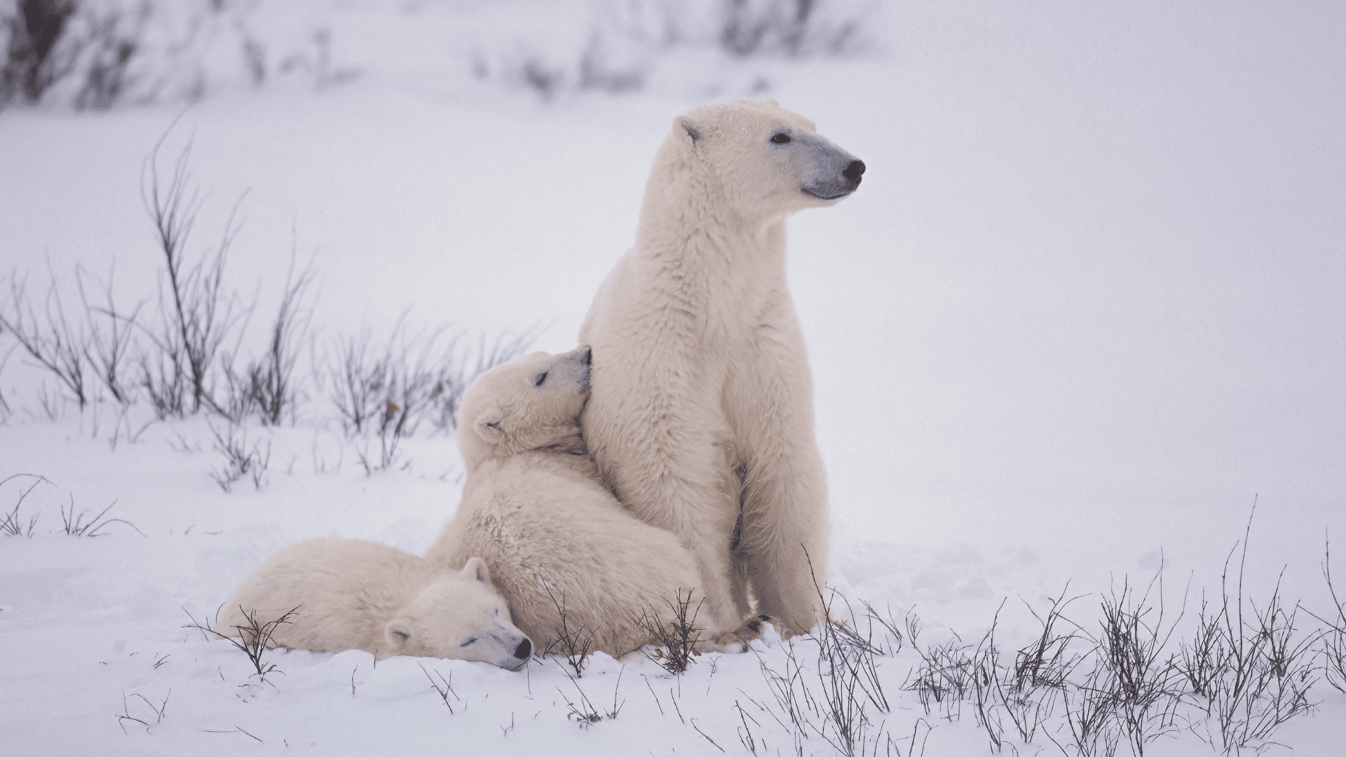 Polar bears; Photo: outdoorsman:Shutterstock